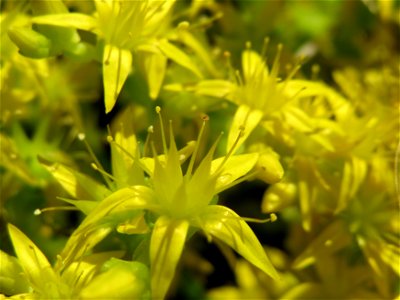 Scharfer Mauerpfeffer (Sedum acre) in Hockenheim