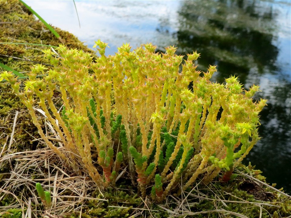 Scharfer Mauerpfeffer (Sedum acre) im Landschaftsschutzgebiet Hockenheimer Rheinbogen