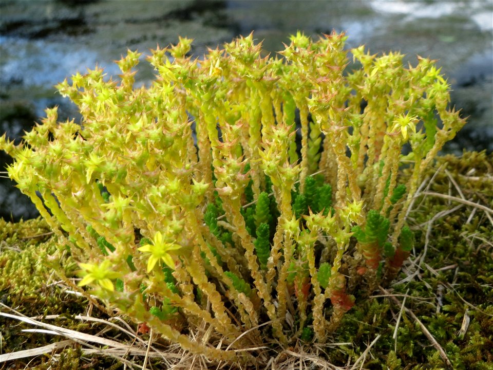 Scharfer Mauerpfeffer (Sedum acre) im Landschaftsschutzgebiet Hockenheimer Rheinbogen