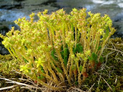 Scharfer Mauerpfeffer (Sedum acre) im Landschaftsschutzgebiet Hockenheimer Rheinbogen