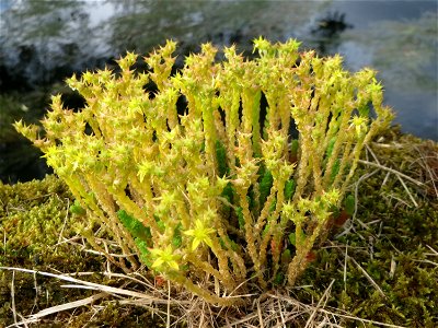 Scharfer Mauerpfeffer (Sedum acre) im Landschaftsschutzgebiet Hockenheimer Rheinbogen