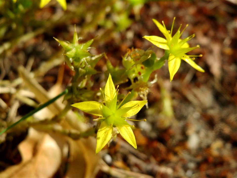 Scharfer Mauerpfeffer (Sedum acre) in Hockenheim