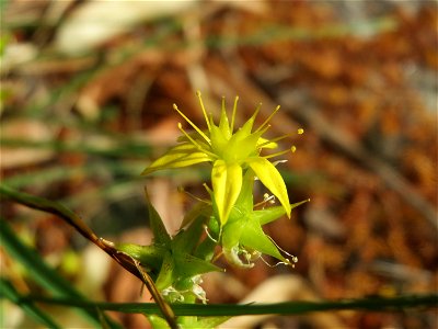 Scharfer Mauerpfeffer (Sedum acre) in Hockenheim