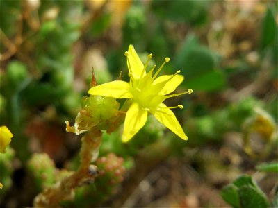 Scharfer Mauerpfeffer (Sedum acre) im Landesgartenschaupark Hockenheim