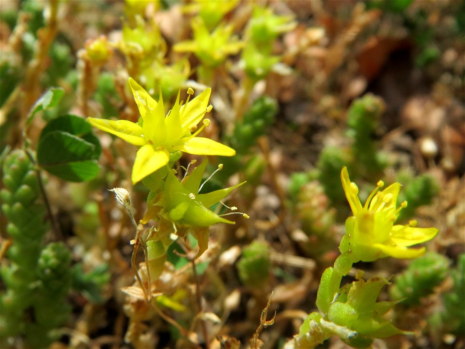 Scharfer Mauerpfeffer (Sedum acre) im Landesgartenschaupark Hockenheim