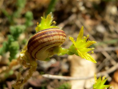 Scharfer Mauerpfeffer (Sedum acre) mit Heideschnecke (Helicella itala) im Landesgartenschaupark Hockenheim