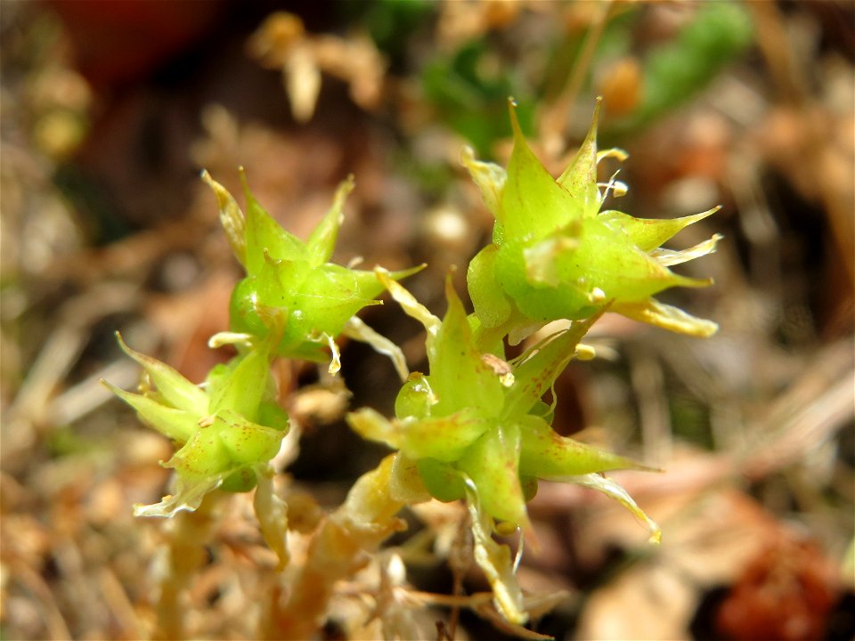 Scharfer Mauerpfeffer (Sedum acre) im Landesgartenschaupark Hockenheim