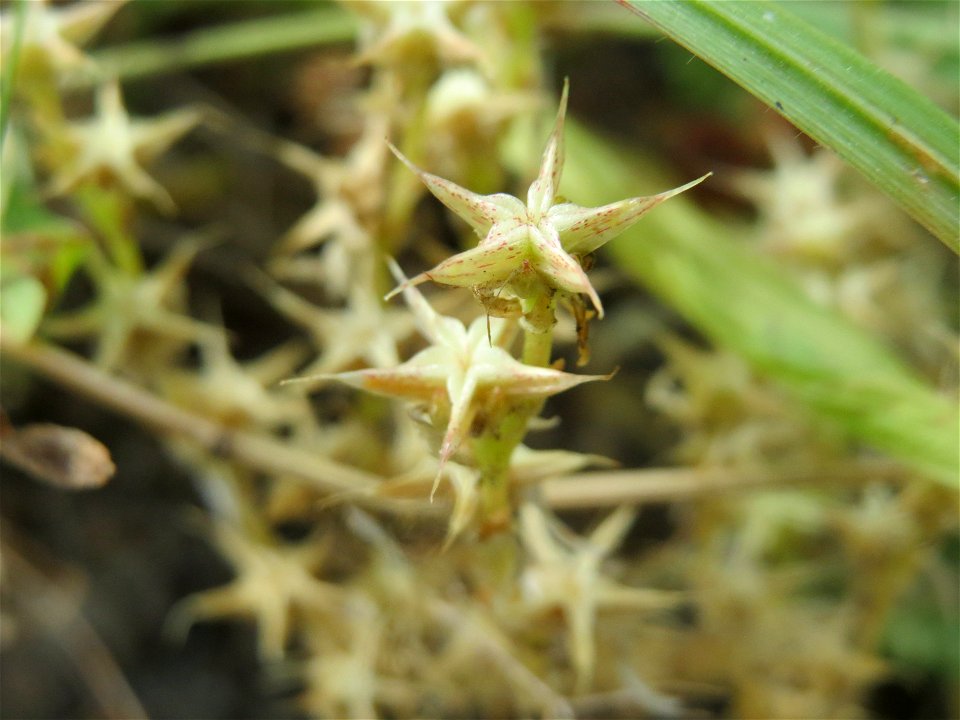 Scharfer Mauerpfeffer (Sedum acre) in Hockenheim