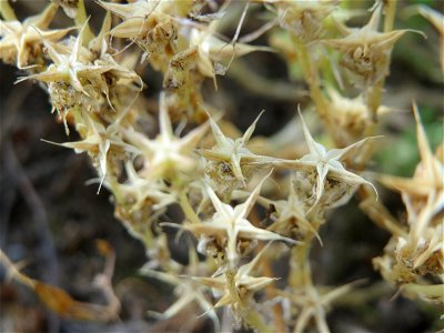 Scharfer Mauerpfeffer (Sedum acre) in Hockenheim