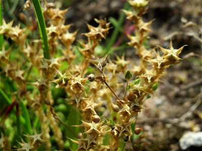 Scharfer Mauerpfeffer (Sedum acre) im Schwetzinger Hardt - an der Bahnstrecke Mannheim-Karlsruhe findet sich ein kleines Sandmagerrasen-Biotop mit typischer Binnendünen-Vegetation