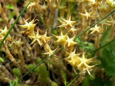 Scharfer Mauerpfeffer (Sedum acre) im Schwetzinger Hardt - an der Bahnstrecke Mannheim-Karlsruhe findet sich ein kleines Sandmagerrasen-Biotop mit typischer Binnendünen-Vegetation