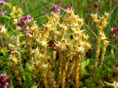 Scharfer Mauerpfeffer (Sedum acre) im Schwetzinger Hardt - an der Bahnstrecke Mannheim-Karlsruhe findet sich ein kleines Sandmagerrasen-Biotop mit typischer Binnendünen-Vegetation