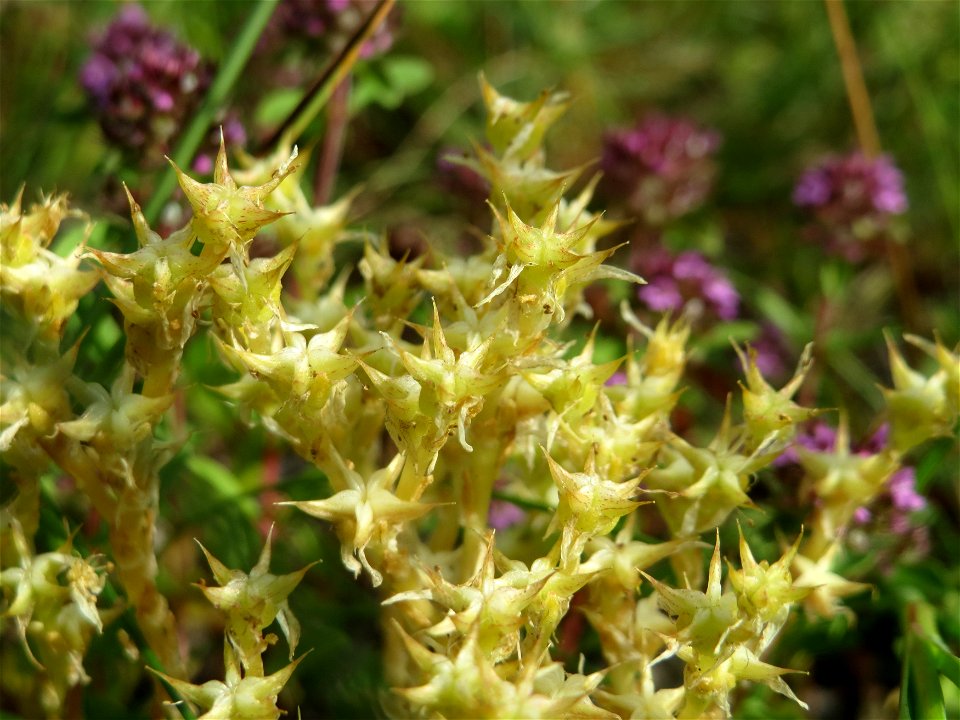 Scharfer Mauerpfeffer (Sedum acre) im Schwetzinger Hardt - an der Bahnstrecke Mannheim-Karlsruhe findet sich ein kleines Sandmagerrasen-Biotop mit typischer Binnendünen-Vegetation