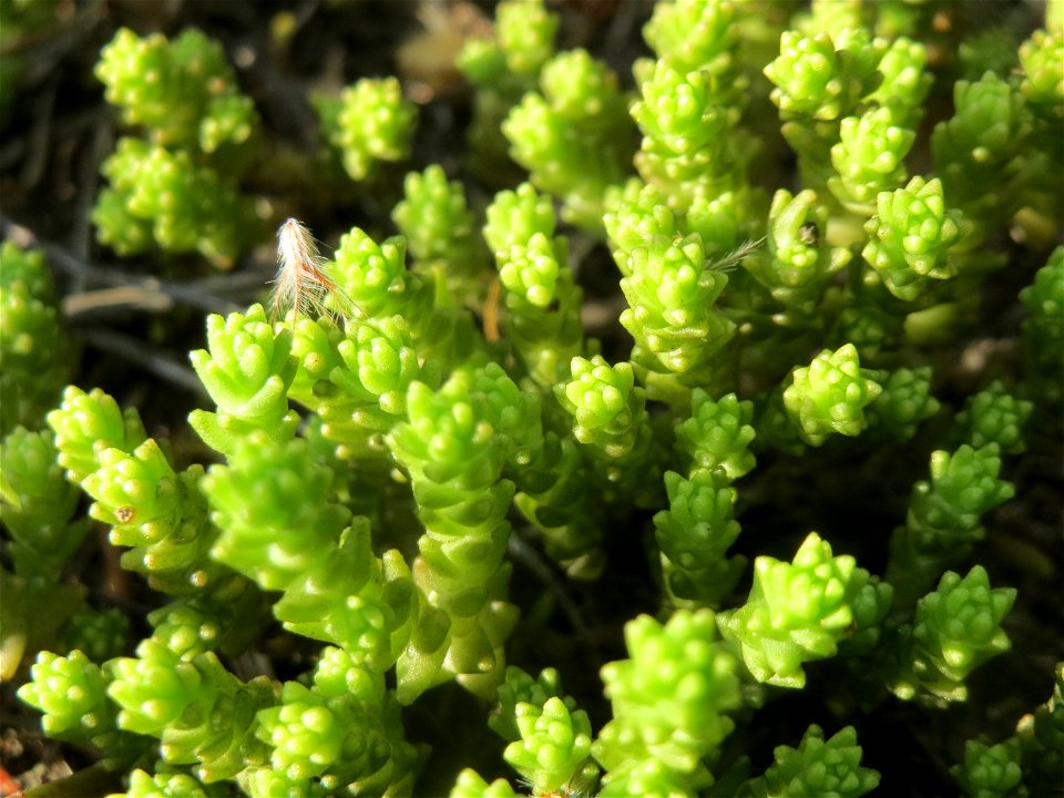 Scharfer Mauerpfeffer (Sedum acre) im Schwetzinger Hardt - an der Bahnstrecke Mannheim-Karlsruhe findet sich ein kleines Sandmagerrasen-Biotop mit typischer Binnendünen-Vegetation
