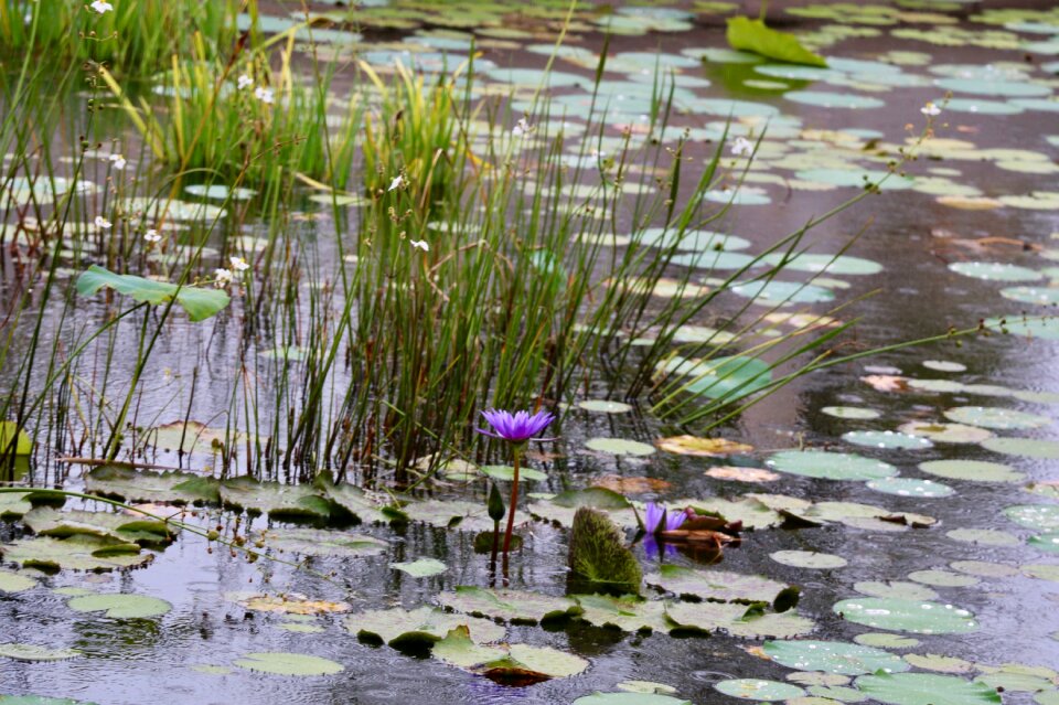 Nature florida north america