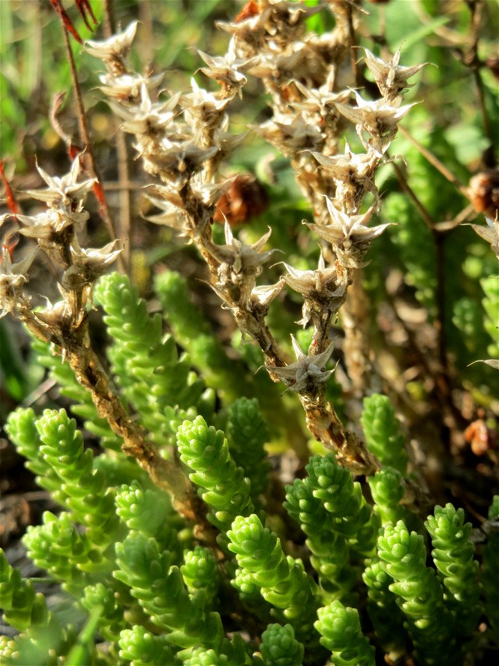 Scharfer Mauerpfeffer (Sedum acre) im Schwetzinger Hardt - an der Bahnstrecke Mannheim-Karlsruhe findet sich ein kleines Sandmagerrasen-Biotop mit typischer Binnendünen-Vegetation