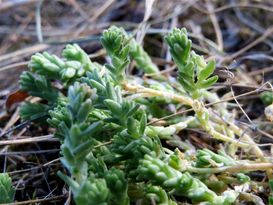 Scharfer Mauerpfeffer (Sedum acre) in Hockenheim - in diesem Zustand kaum von Sedum album zu unterscheiden, das kommt an diesem Standort aber nicht vor