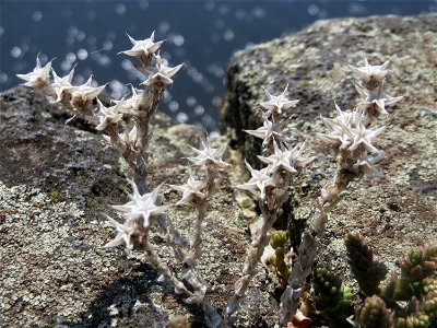 Scharfer Mauerpfeffer (Sedum acre) am Osthafen Saarbrücken