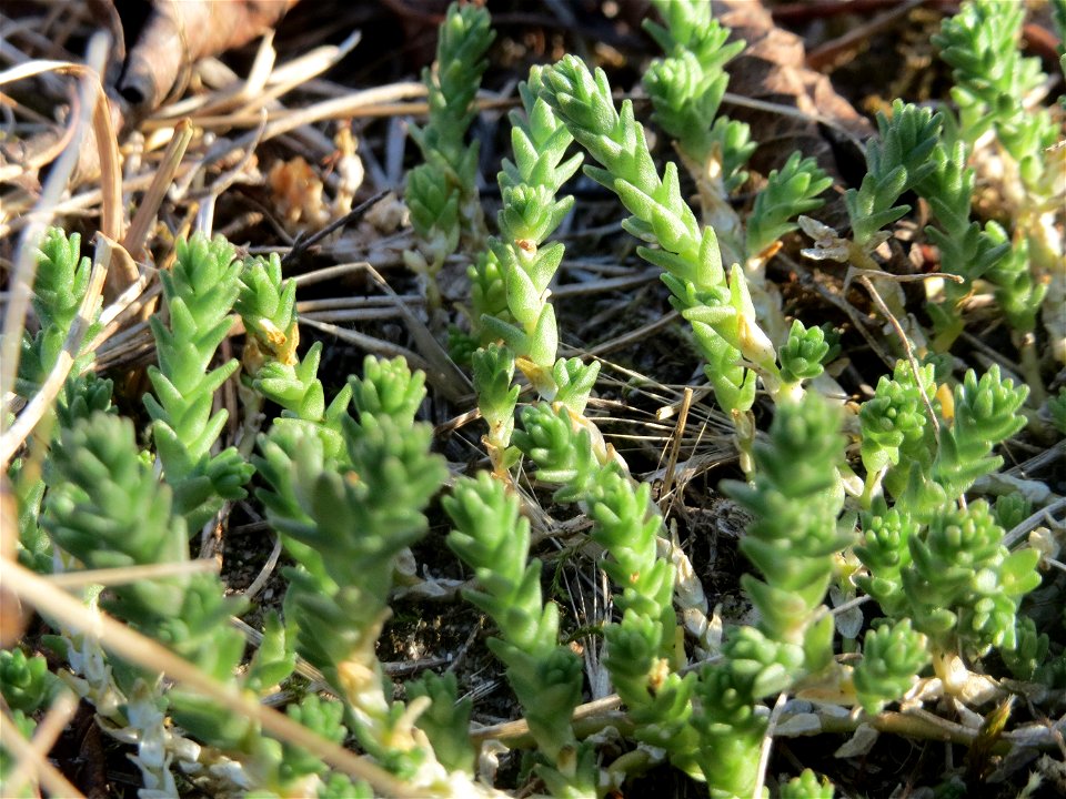 Scharfer Mauerpfeffer (Sedum acre) in Hockenheim - in diesem Zustand kaum von Sedum album zu unterscheiden, das kommt an diesem Standort aber nicht vor