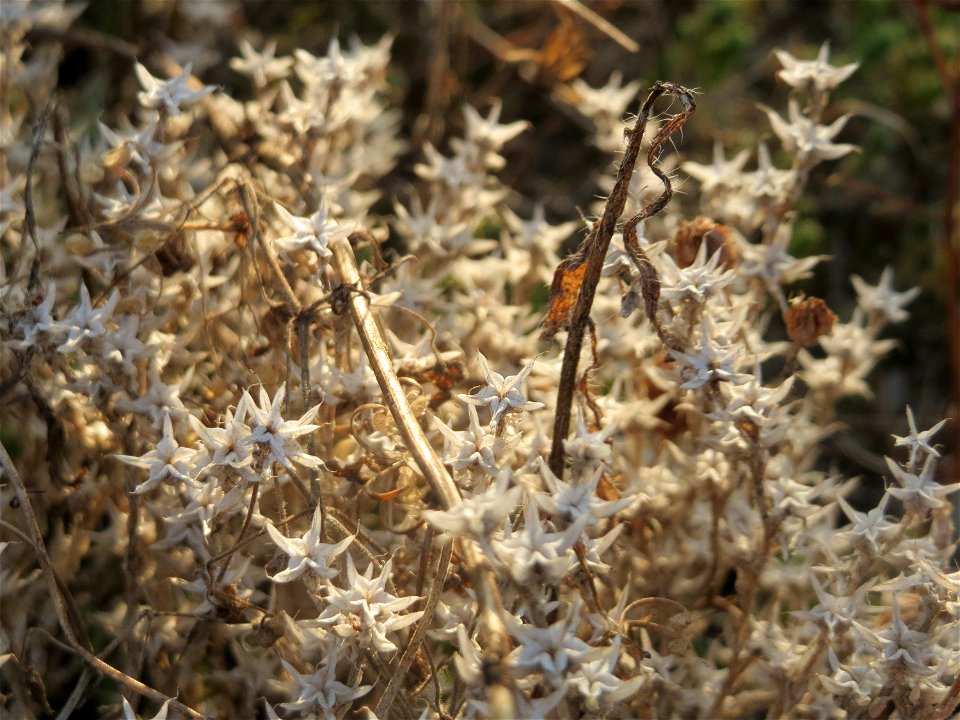 Scharfer Mauerpfeffer (Sedum acre) bei Neulußheim (Gemarkung Altlußheim)