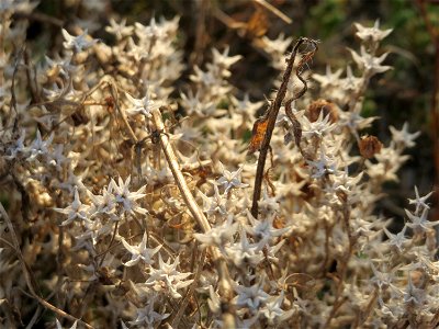 Scharfer Mauerpfeffer (Sedum acre) bei Neulußheim (Gemarkung Altlußheim)