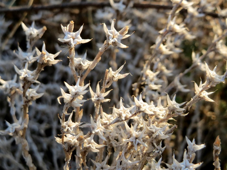 Mumienbotanik: Scharfer Mauerpfeffer (Sedum acre) bei Neulußheim (Gemarkung Altlußheim)