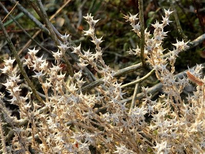 Mumienbotanik: Scharfer Mauerpfeffer (Sedum acre) bei Neulußheim (Gemarkung Altlußheim)