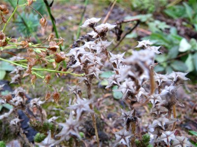 Scharfer Mauerpfeffer (Sedum acre) auf dem Saupferchbuckel im Schwetzinger Hardt
