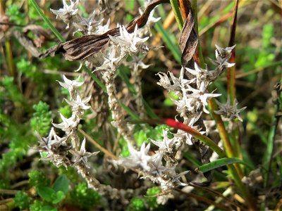 Scharfer Mauerpfeffer (Sedum acre) im Schwetzinger Hardt - an der Bahnstrecke Mannheim-Karlsruhe findet sich ein kleines Sandmagerrasen-Biotop mit typischer Binnendünen-Vegetation