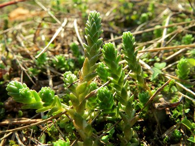 Scharfer Mauerpfeffer (Sedum acre) bei Reilingen