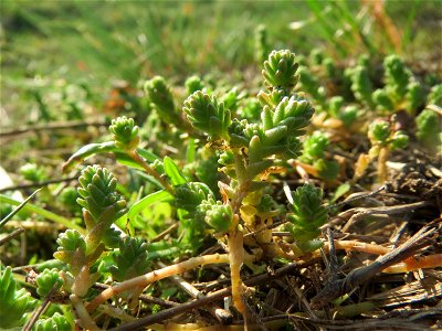 Scharfer Mauerpfeffer (Sedum acre) bei Reilingen