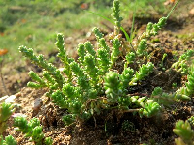 Scharfer Mauerpfeffer (Sedum acre) bei Reilingen