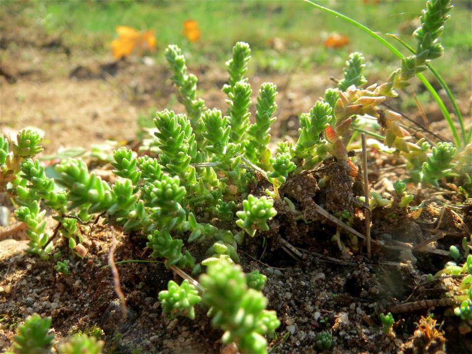 Scharfer Mauerpfeffer (Sedum acre) bei Reilingen