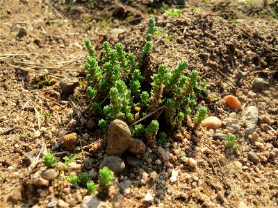 Scharfer Mauerpfeffer (Sedum acre) bei Reilingen