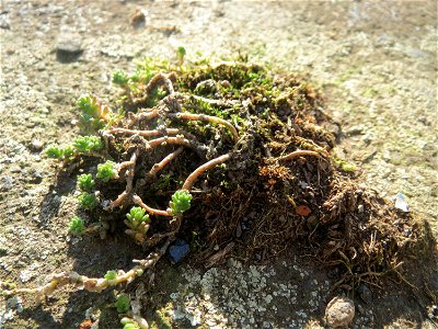 Scharfer Mauerpfeffer (Sedum acre) am Osthafen Saarbrücken