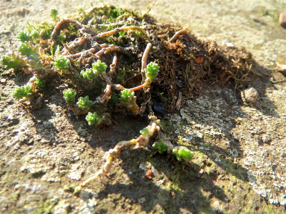 Scharfer Mauerpfeffer (Sedum acre) am Osthafen Saarbrücken