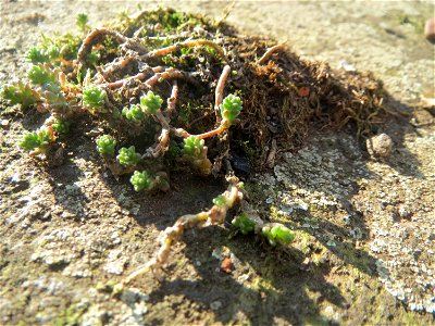 Scharfer Mauerpfeffer (Sedum acre) am Osthafen Saarbrücken