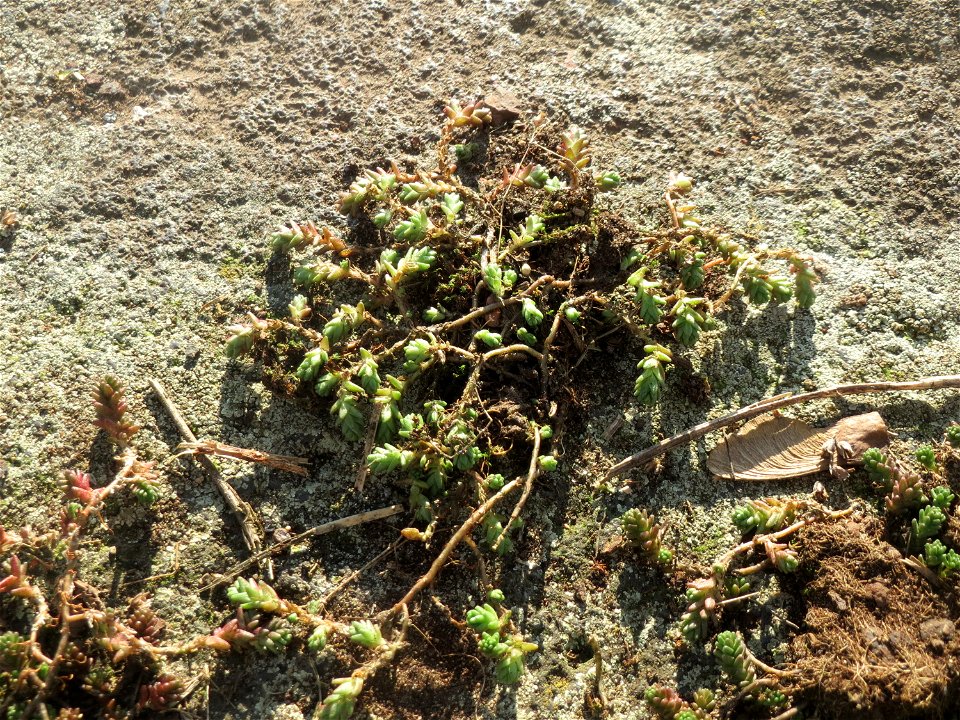 Scharfer Mauerpfeffer (Sedum acre) am Osthafen Saarbrücken - typischer Standort auf einer betonierten Uferkante