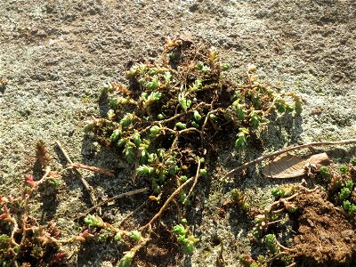 Scharfer Mauerpfeffer (Sedum acre) am Osthafen Saarbrücken - typischer Standort auf einer betonierten Uferkante
