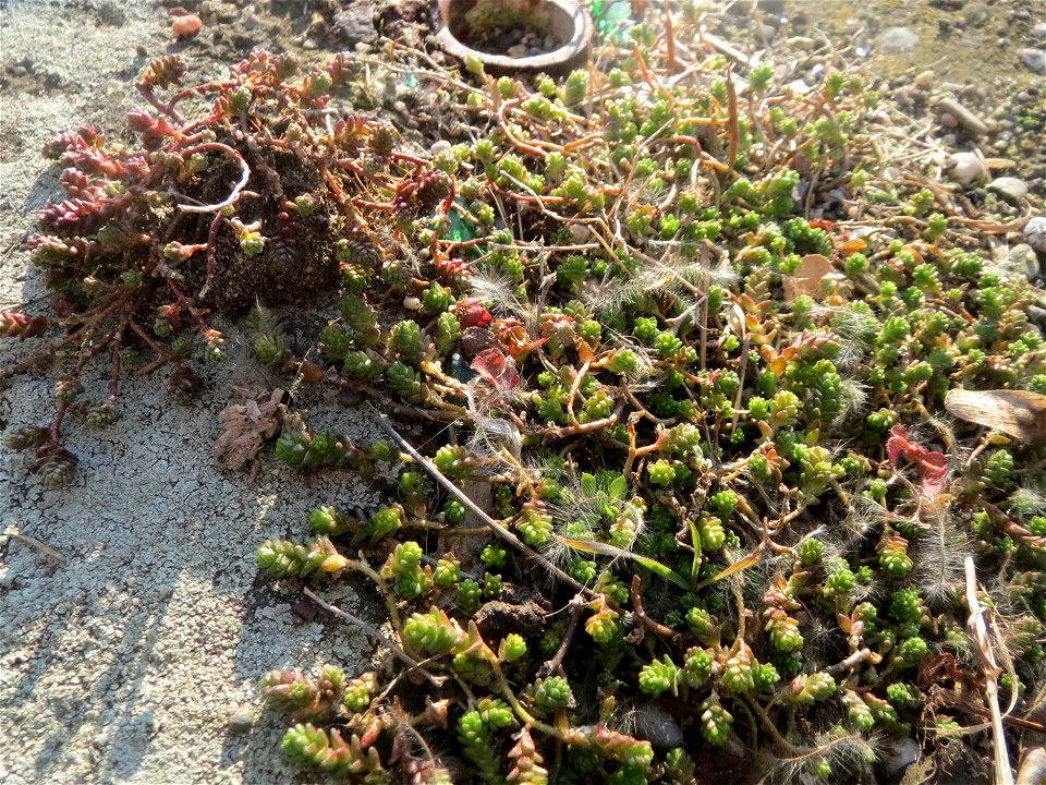 Scharfer Mauerpfeffer (Sedum acre) am Osthafen Saarbrücken - typischer Standort auf einer betonierten Uferkante in sonniger Lage