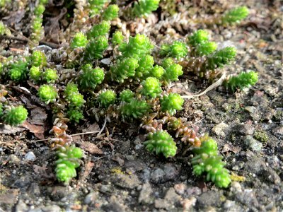 Scharfer Mauerpfeffer (Sedum acre) in Hockenheim