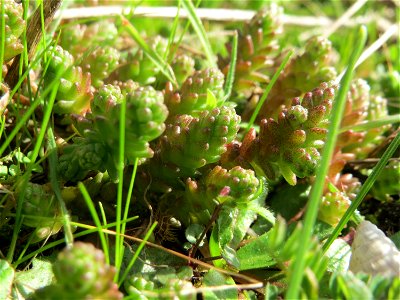 Scharfer Mauerpfeffer (Sedum acre) in Hockenheim