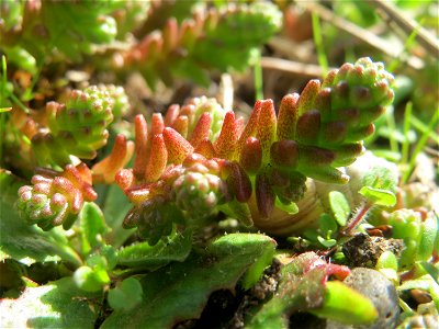 Scharfer Mauerpfeffer (Sedum acre) in Hockenheim