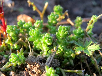 Scharfer Mauerpfeffer (Sedum acre) in Hockenheim