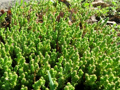Scharfer Mauerpfeffer (Sedum acre) in Hockenheim - häufig an sonnigen Straßen- und Wegrändern. Auch ohne Blüte leicht zu unterscheiden von der nahe verwandten Weißen Fetthenne (Sedum album)