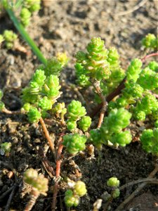 Scharfer Mauerpfeffer (Sedum acre) in Hockenheim - häufig an sonnigen Straßen- und Wegrändern. Auch ohne Blüte leicht zu unterscheiden von der nahe verwandten Weißen Fetthenne (Sedum album)