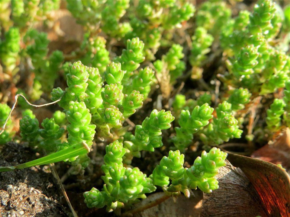 Scharfer Mauerpfeffer (Sedum acre) in Hockenheim - häufig an sonnigen Straßen- und Wegrändern. Auch ohne Blüte leicht zu unterscheiden von der nahe verwandten Weißen Fetthenne (Sedum album)