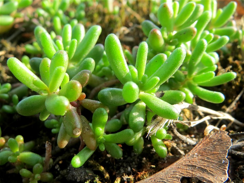 Weiße Fetthenne (Sedum album) in Hockenheim - auch ohne Blüte leicht zu unterscheiden vom nahe verwandten Scharfen Mauerpfeffer (Sedum acre)