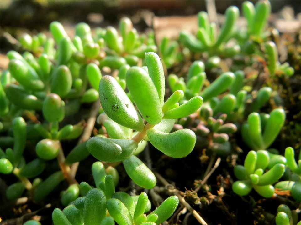 Weiße Fetthenne (Sedum album) in Hockenheim - auch ohne Blüte leicht zu unterscheiden vom nahe verwandten Scharfen Mauerpfeffer (Sedum acre)