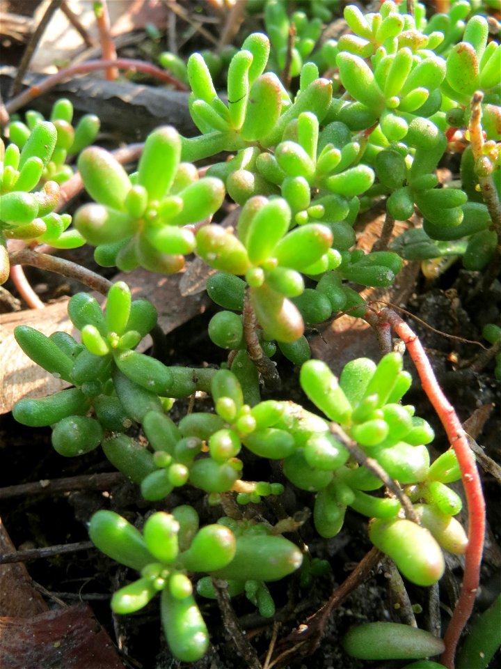 Weiße Fetthenne (Sedum album) in Hockenheim - auch ohne Blüte leicht zu unterscheiden vom nahe verwandten Scharfen Mauerpfeffer (Sedum acre)